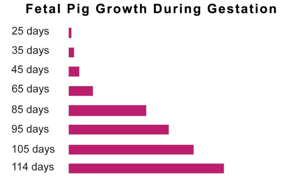 Fetal pig growth in utero