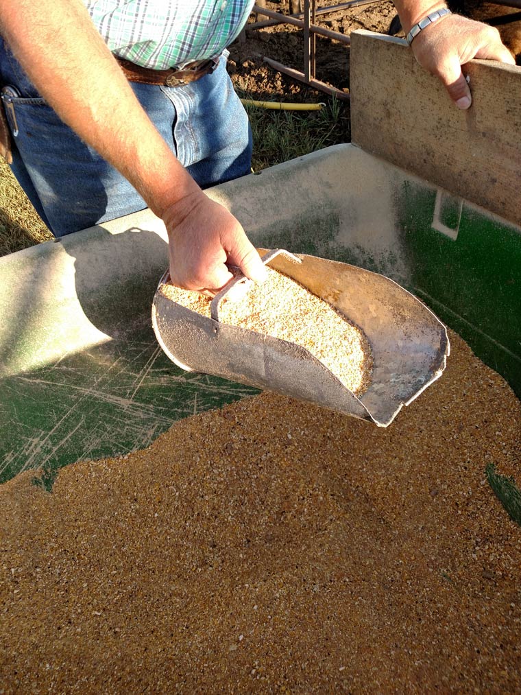 Measuring fed with a feed scoop tips for farrowing success