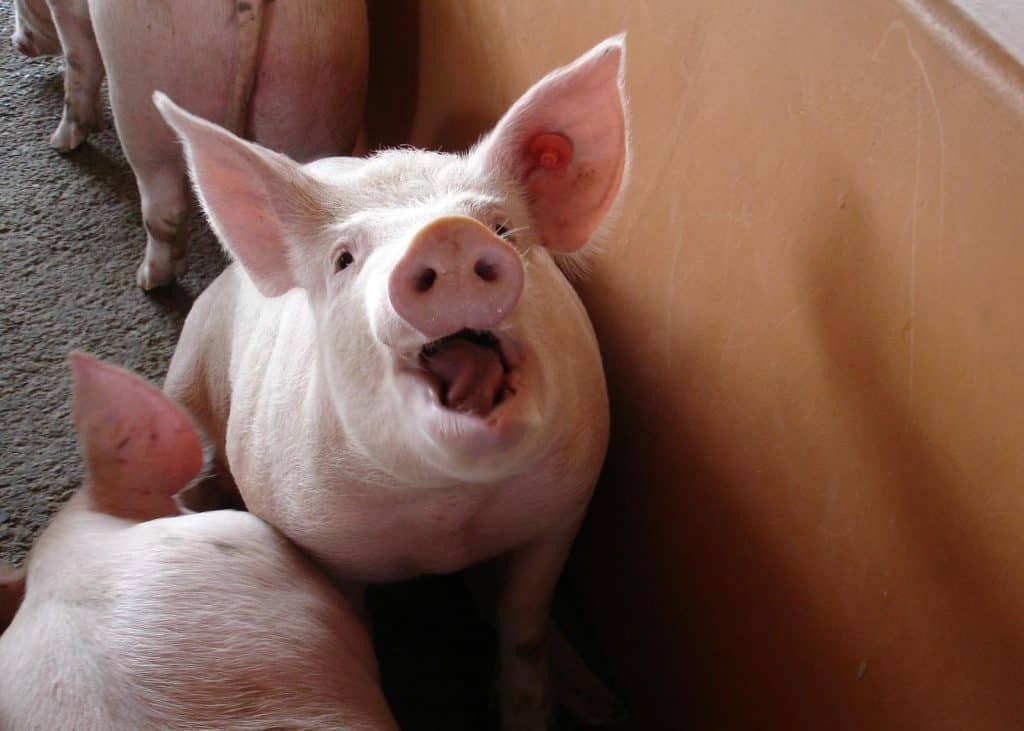 Pig with mouth open
