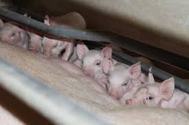 Successful farrowing healthy litter of pigs