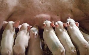 Vet client relationships help create healthy pigs like these cross babies nursing on their mom